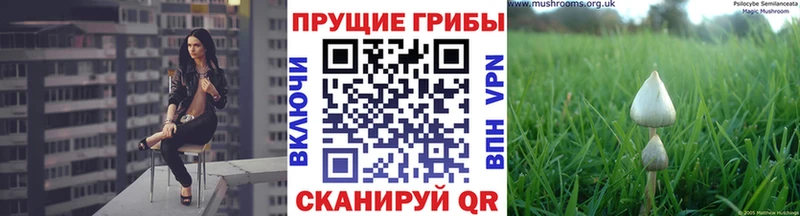 Псилоцибиновые грибы Psilocybine cubensis  Воркута 